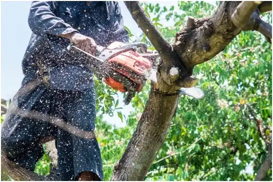 tree services Belmont Estates